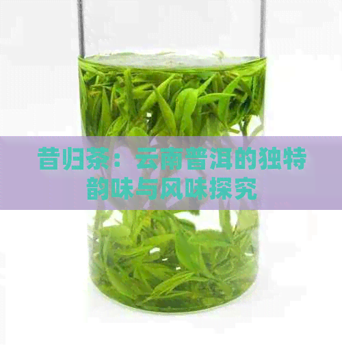 昔归茶：云南普洱的独特韵味与风味探究