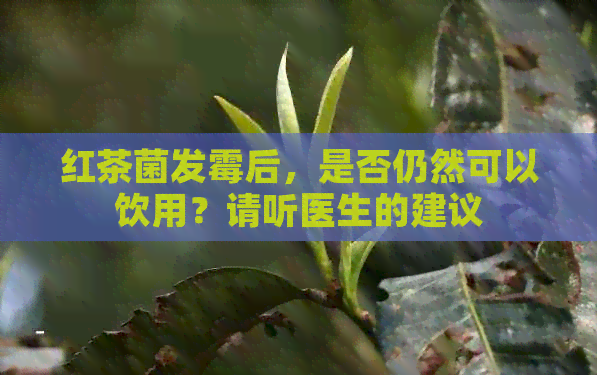 红茶菌发霉后，是否仍然可以饮用？请听医生的建议