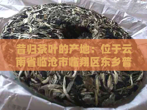 昔归茶叶的产地：位于云南省临沧市临翔区东乡普洱茶产区的古树茶文化探索