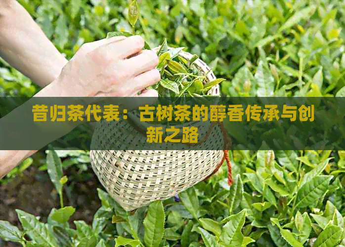 昔归茶代表：古树茶的醇香传承与创新之路