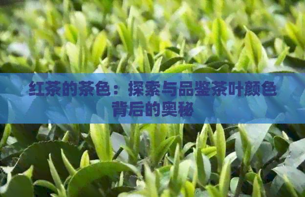 红茶的茶色：探索与品鉴茶叶颜色背后的奥秘