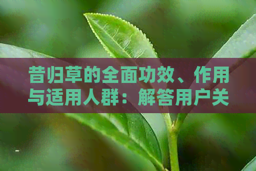 昔归草的全面功效、作用与适用人群：解答用户关于昔归草的各种疑虑