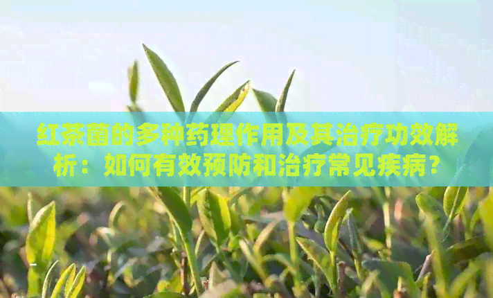 红茶菌的多种药理作用及其治疗功效解析：如何有效预防和治疗常见疾病？