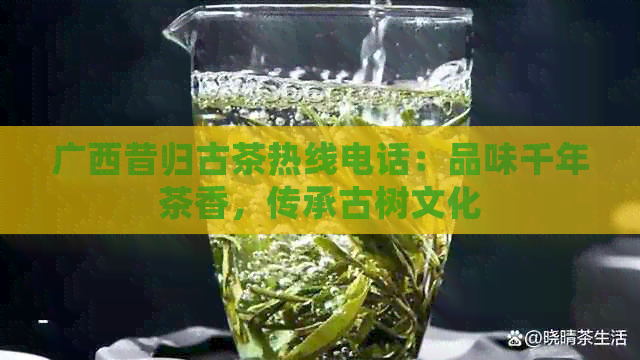 广西昔归古茶热线电话：品味千年茶香，传承古树文化