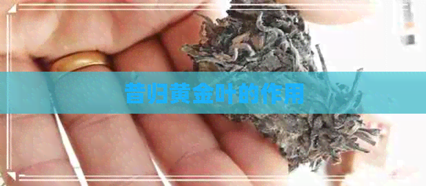 昔归黄金叶的作用