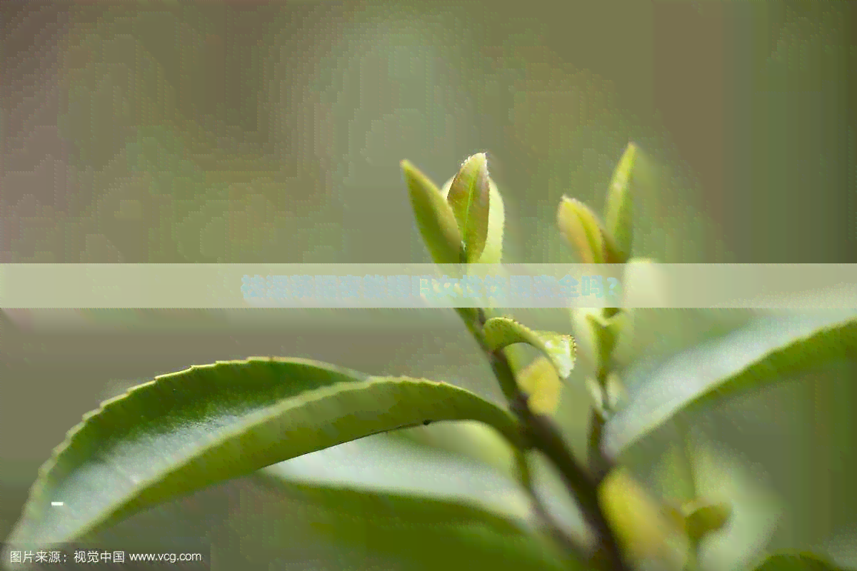 祛湿茶隔夜能喝吗女性饮用安全吗？