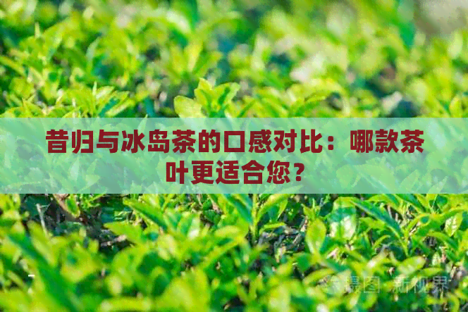 昔归与冰岛茶的口感对比：哪款茶叶更适合您？