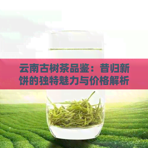 云南古树茶品鉴：昔归新饼的独特魅力与价格解析