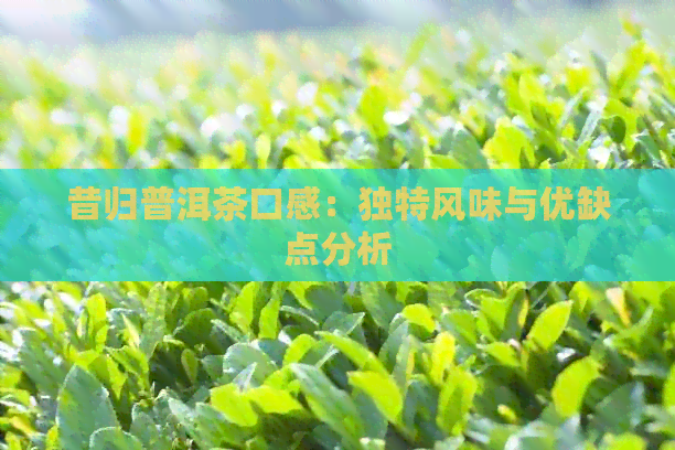 昔归普洱茶口感：独特风味与优缺点分析