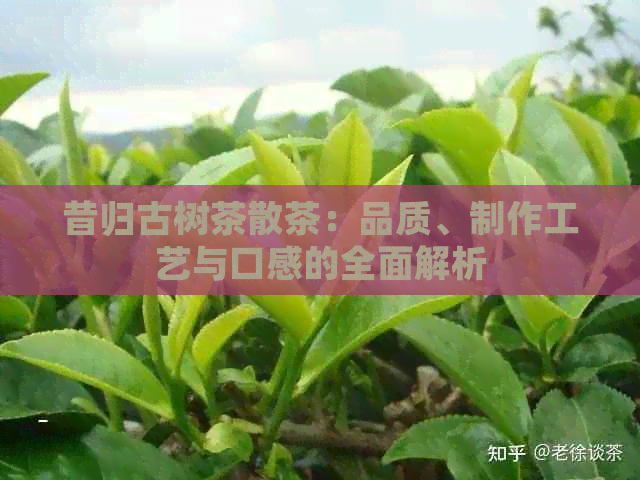 昔归古树茶散茶：品质、制作工艺与口感的全面解析