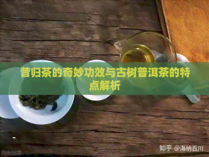 昔归茶的奇妙功效与古树普洱茶的特点解析