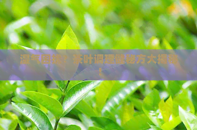 湿气困扰？茶叶调理健秘方大揭秘！