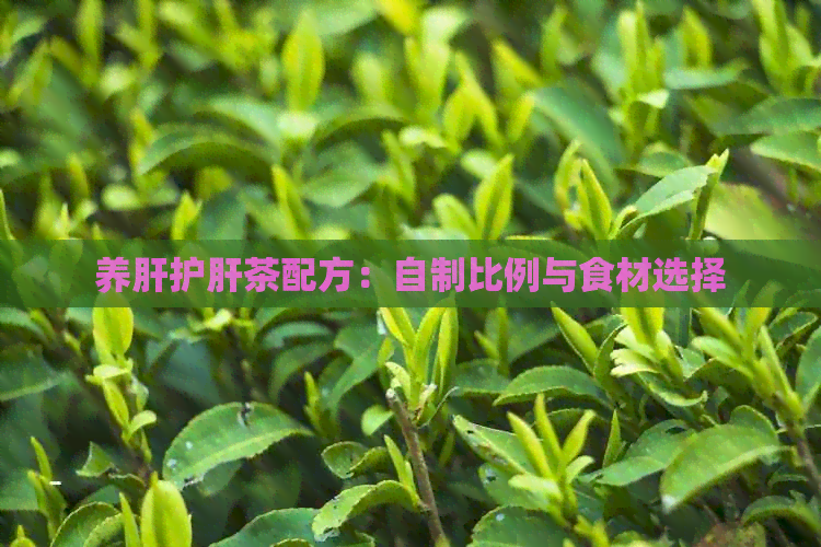 养肝护肝茶配方：自制比例与食材选择