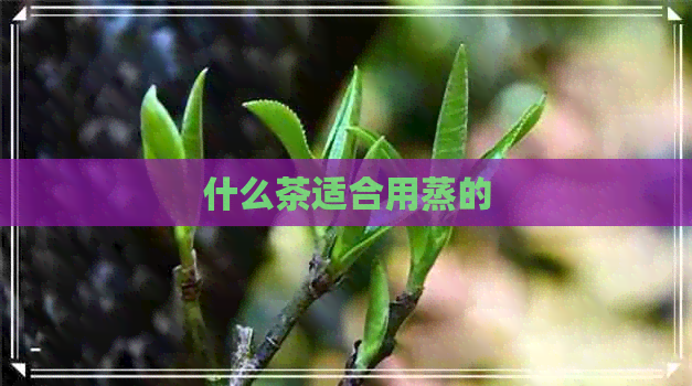 什么茶适合用蒸的