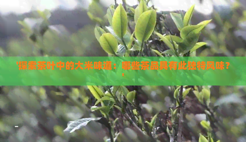 '探索茶叶中的大米味道：哪些茶品具有此独特风味？'