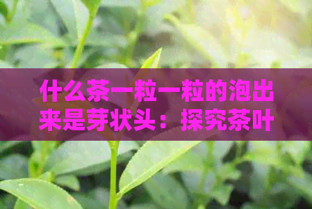 什么茶一粒一粒的泡出来是芽状头：探究茶叶形态与品质关系