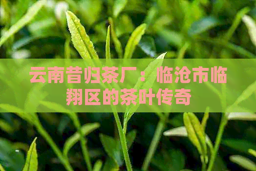 云南昔归茶厂：临沧市临翔区的茶叶传奇