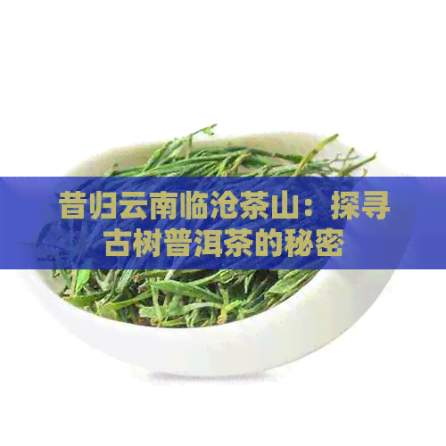 昔归云南临沧茶山：探寻古树普洱茶的秘密