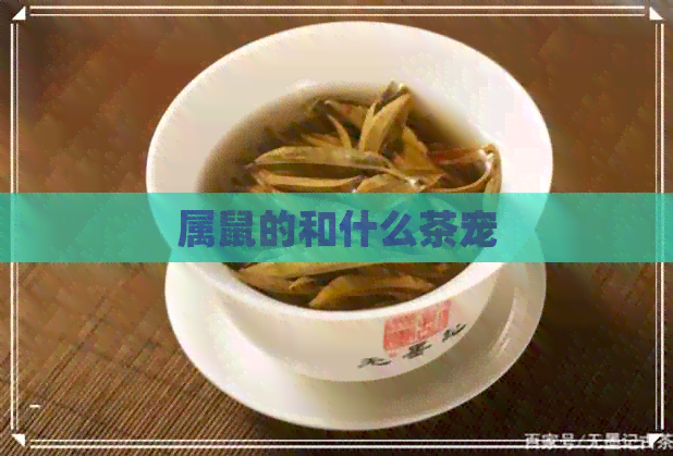 属鼠的和什么茶宠