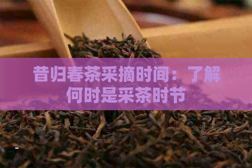 昔归春茶采摘时间：了解何时是采茶时节