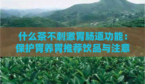 什么茶不刺激胃肠道功能：保护胃养胃推荐饮品与注意事项