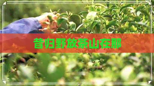 昔归野放茶山在那