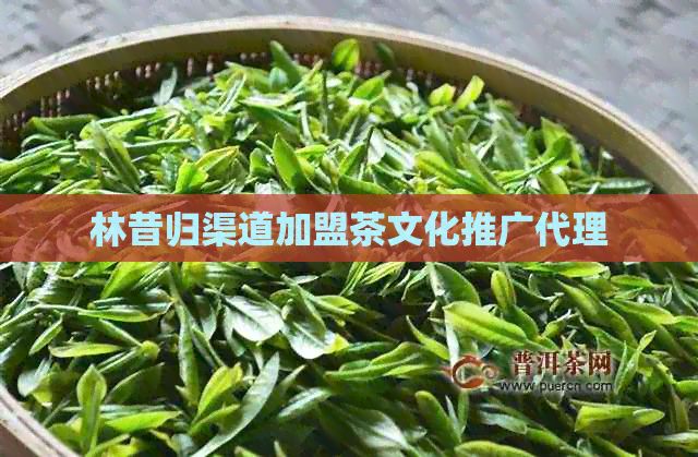 林昔归渠道加盟茶文化推广代理