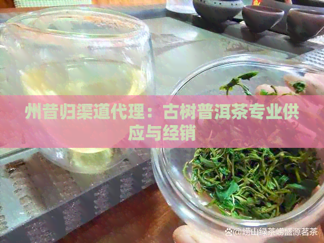 州昔归渠道代理：古树普洱茶专业供应与经销