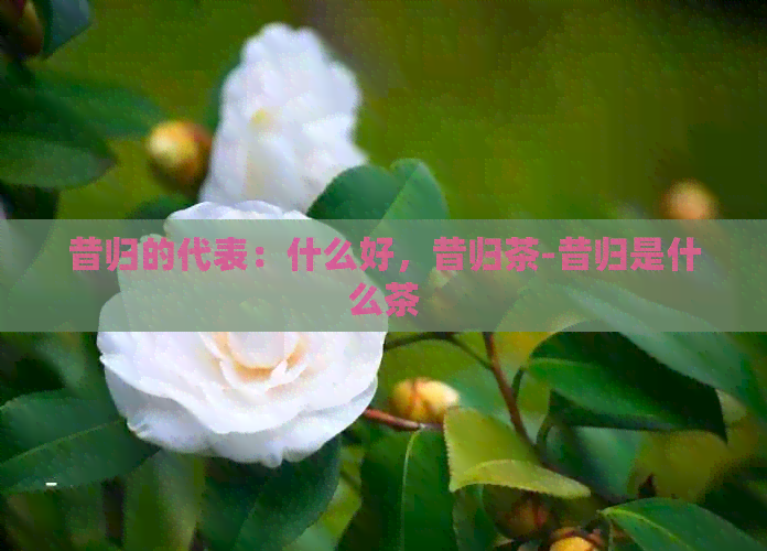 昔归的代表：什么好，昔归茶-昔归是什么茶