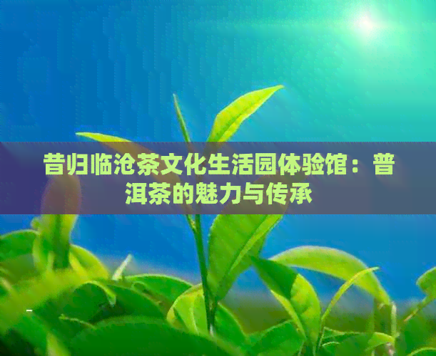 昔归临沧茶文化生活园体验馆：普洱茶的魅力与传承