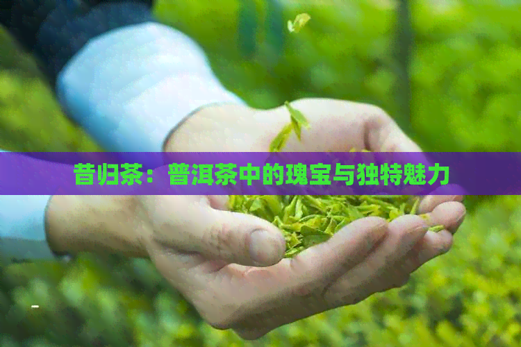 昔归茶：普洱茶中的瑰宝与独特魅力