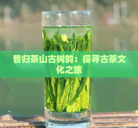 昔归茶山古树韵：探寻古茶文化之旅