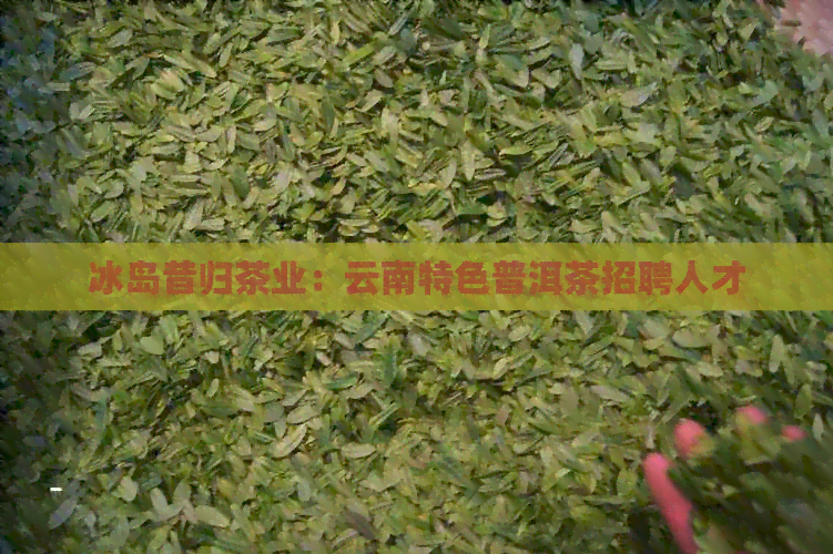 冰岛昔归茶业：云南特色普洱茶招聘人才