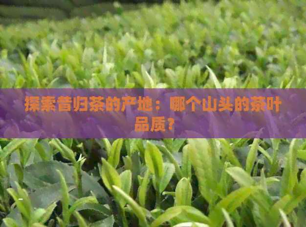 探索昔归茶的产地：哪个山头的茶叶品质？