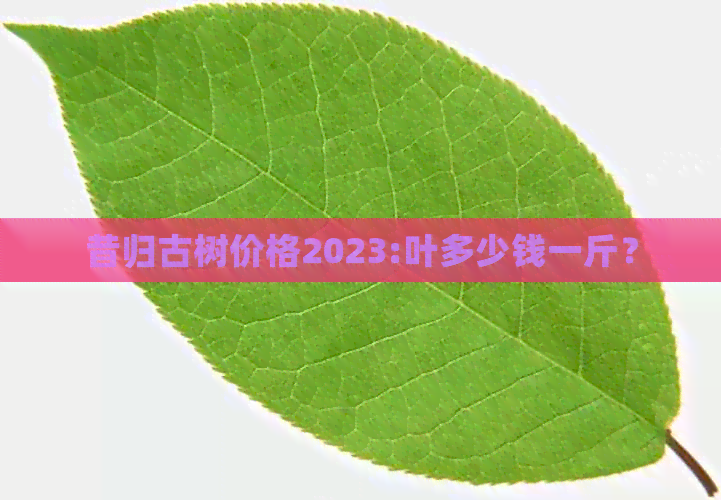 昔归古树价格2023:叶多少钱一斤？