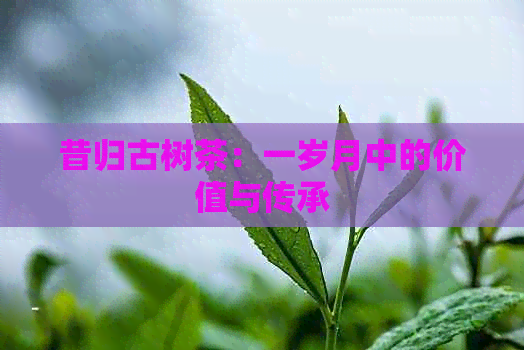 昔归古树茶：一岁月中的价值与传承