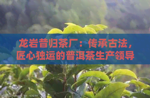 龙岩昔归茶厂：传承古法，匠心独运的普洱茶生产领导者