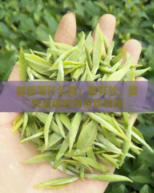 发热喝什么茶：最有效、最快且适合的茶饮选择