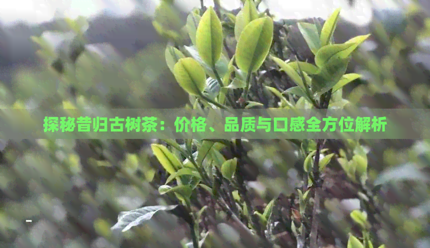 探秘昔归古树茶：价格、品质与口感全方位解析