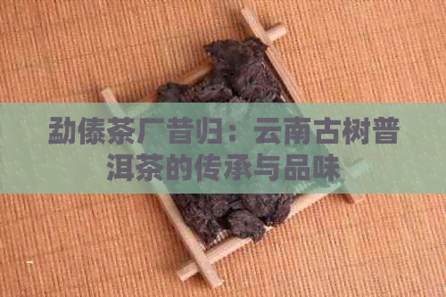 勐傣茶厂昔归：云南古树普洱茶的传承与品味