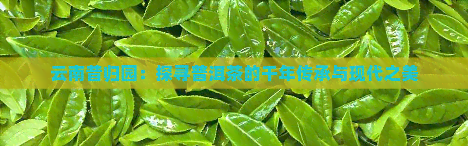 云南昔归园：探寻普洱茶的千年传承与现代之美