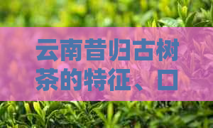 云南昔归古树茶的特征、口感、功效与选购方法全解析