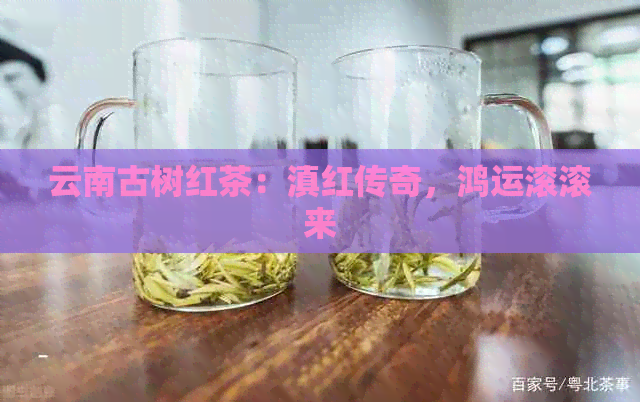 云南古树红茶：滇红传奇，鸿运滚滚来