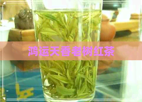 鸿运天香老树红茶