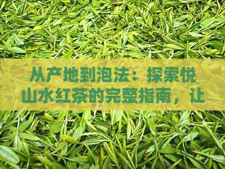 从产地到泡法：探索悦山水红茶的完整指南，让你品味真正的红茶之美