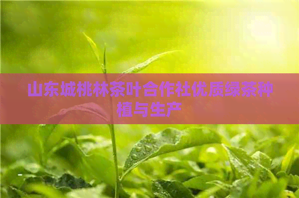 山东城桃林茶叶合作社优质绿茶种植与生产