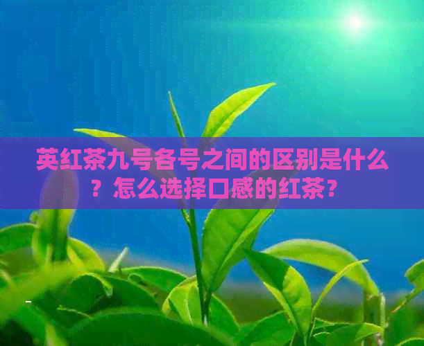 英红茶九号各号之间的区别是什么？怎么选择口感的红茶？