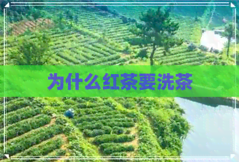 为什么红茶要洗茶