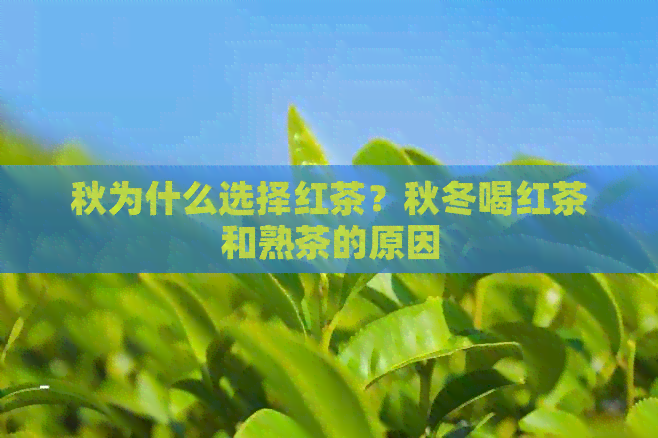 秋为什么选择红茶？秋冬喝红茶和熟茶的原因