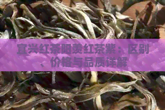 宜兴红茶阳羡红茶紫：区别、价格与品质详解